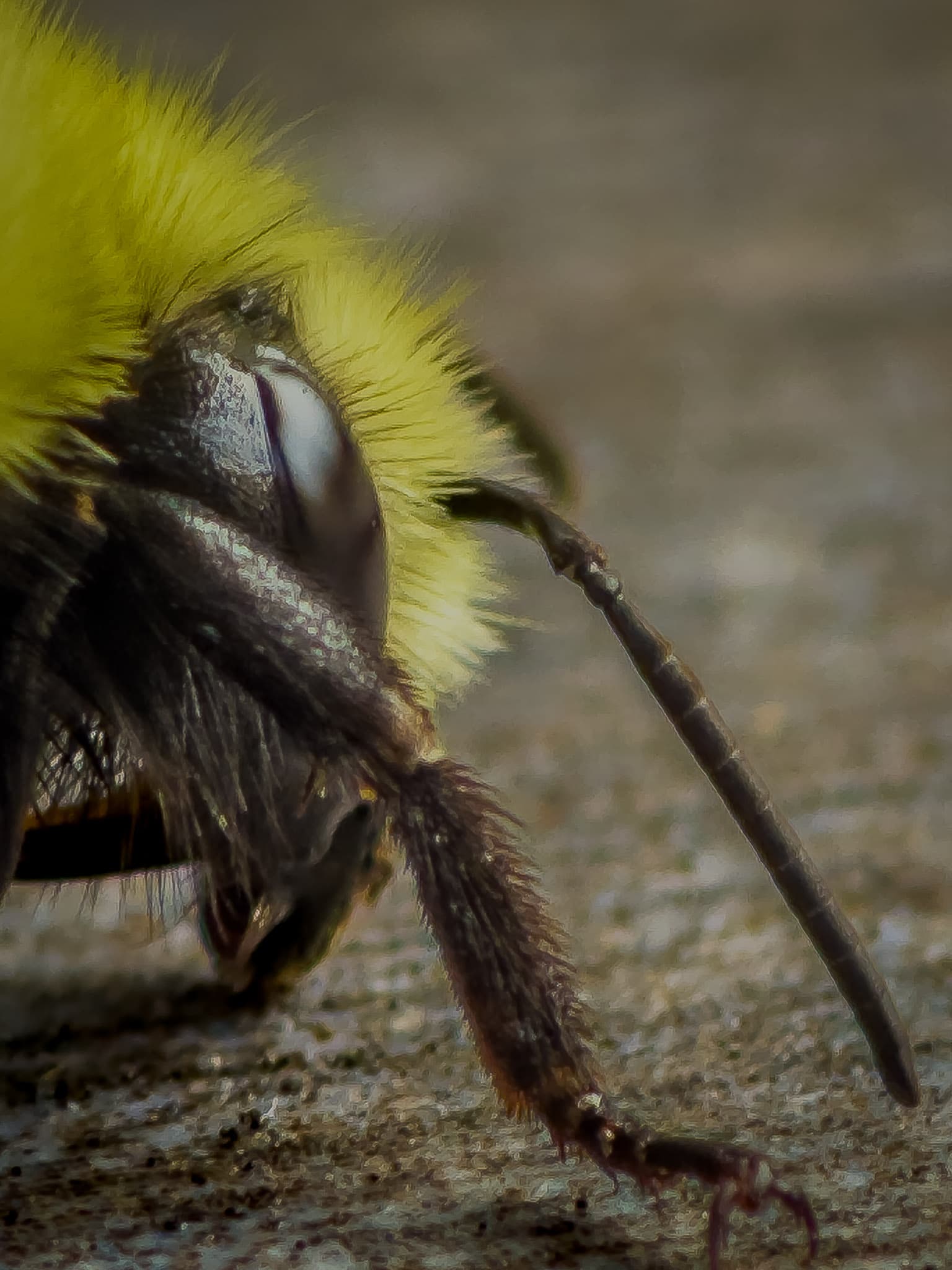 Macro portrait of a bee showing fine detail on its body