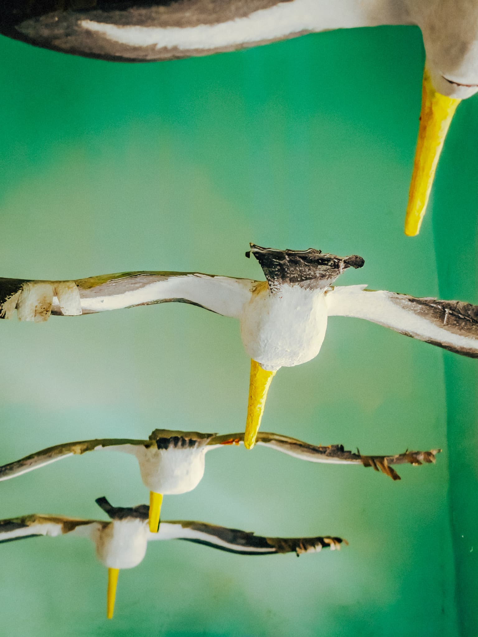 Birds in flight against an open sky