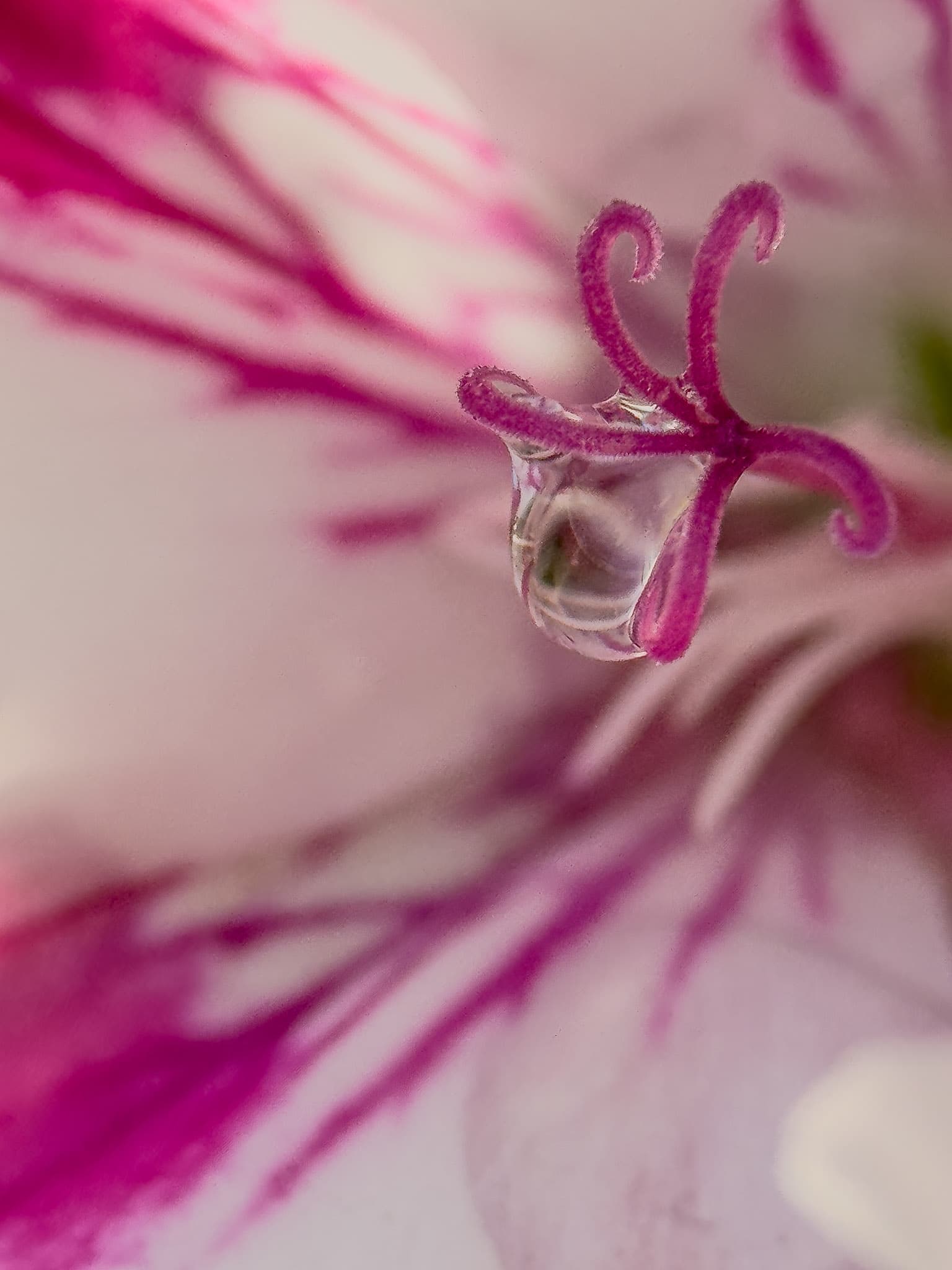 Macro photograph of a water droplet suspended mid-fall