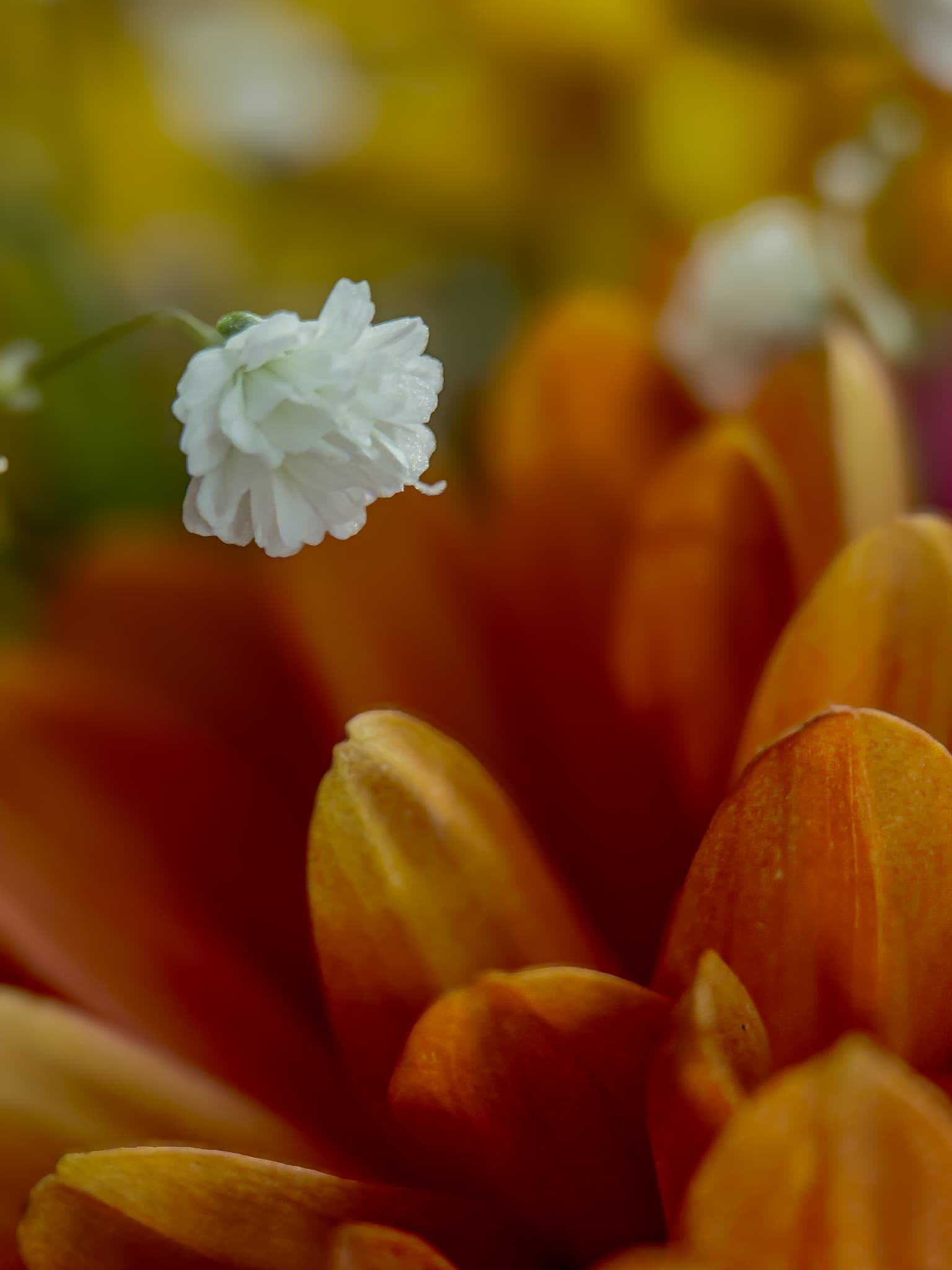 Macro photograph of a delicate white flower in full bloom