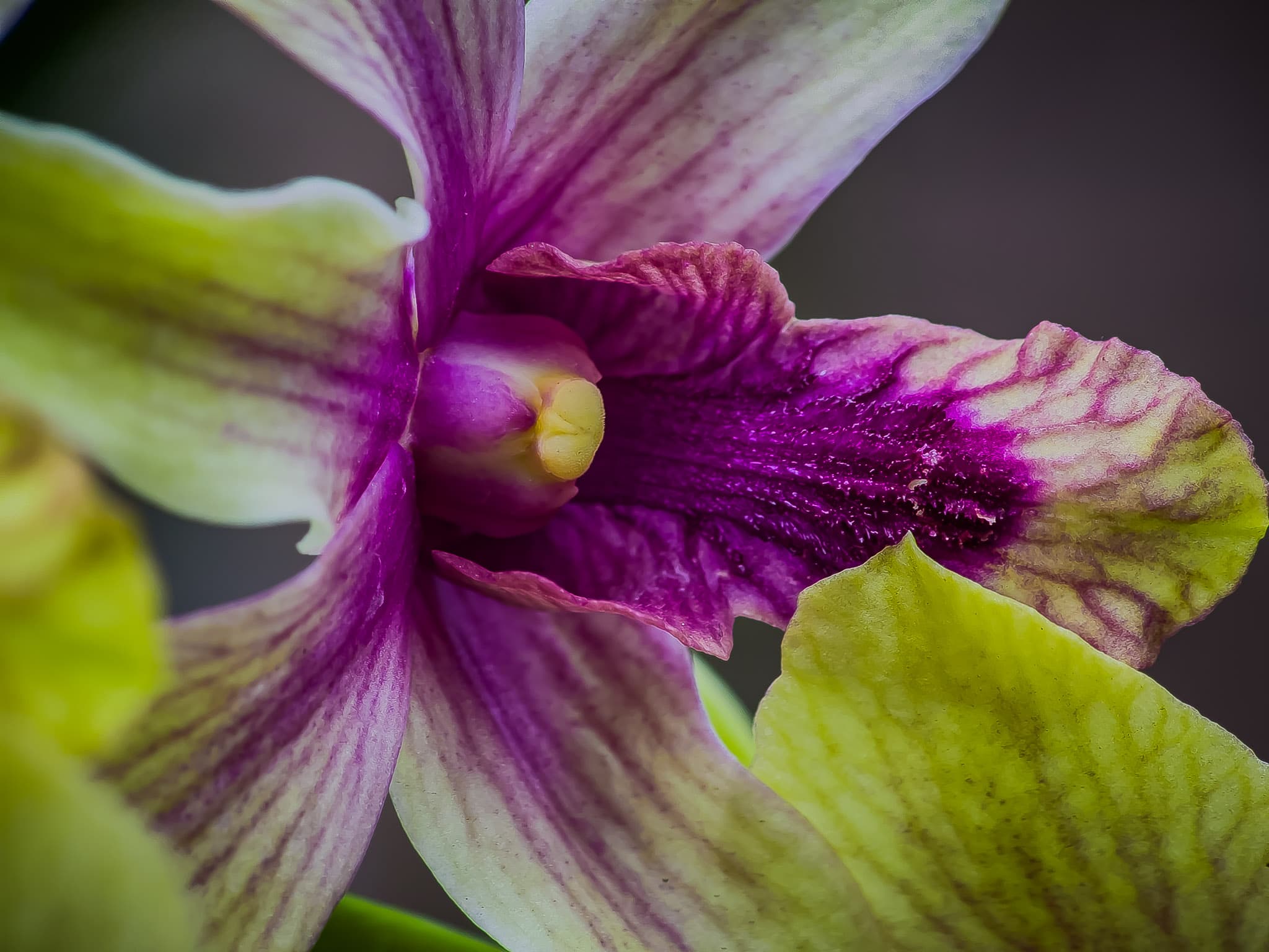 Close-up of an orchid bloom showing petal texture and color