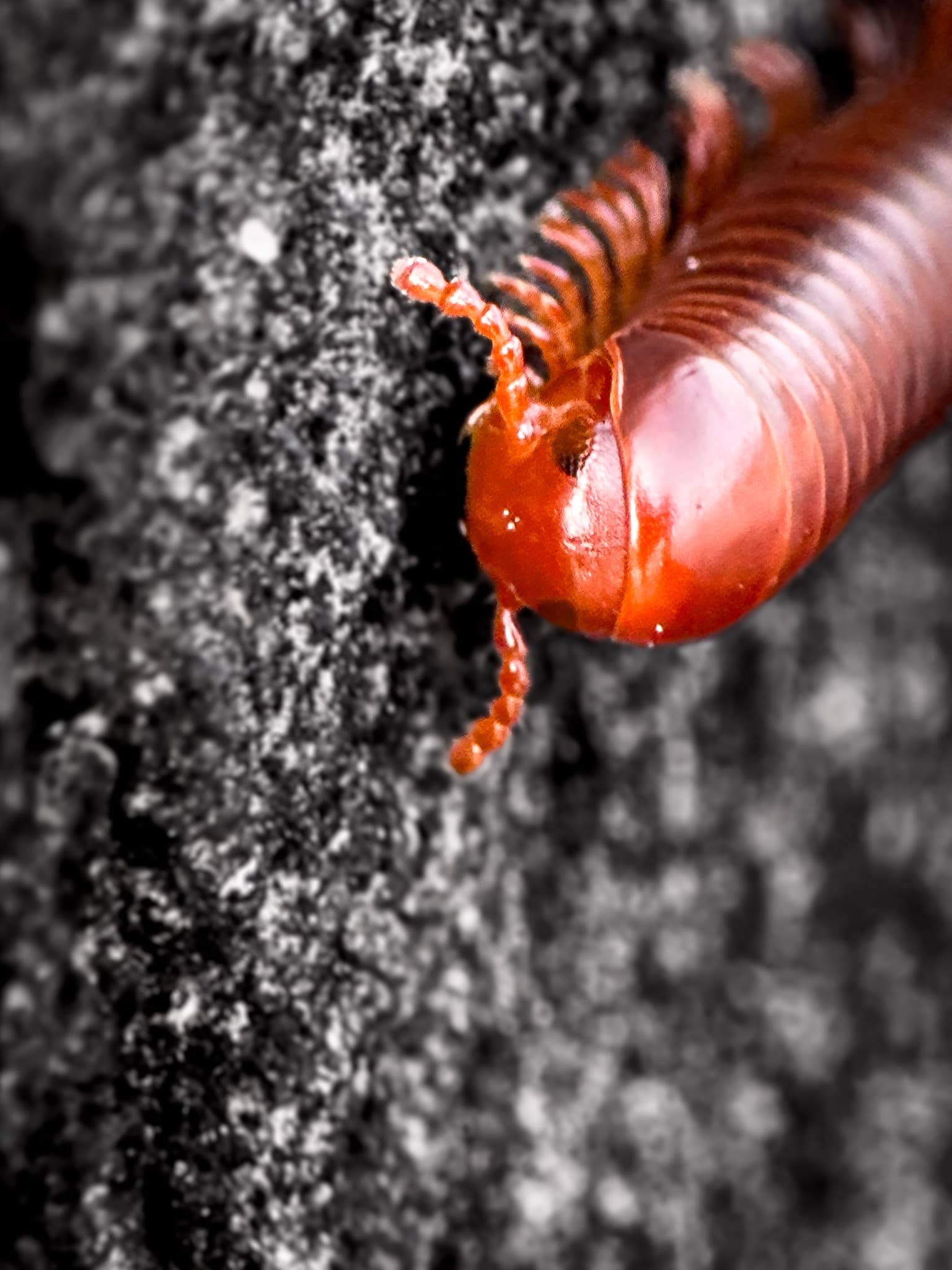 Macro photograph of a red centipede on a dark surface