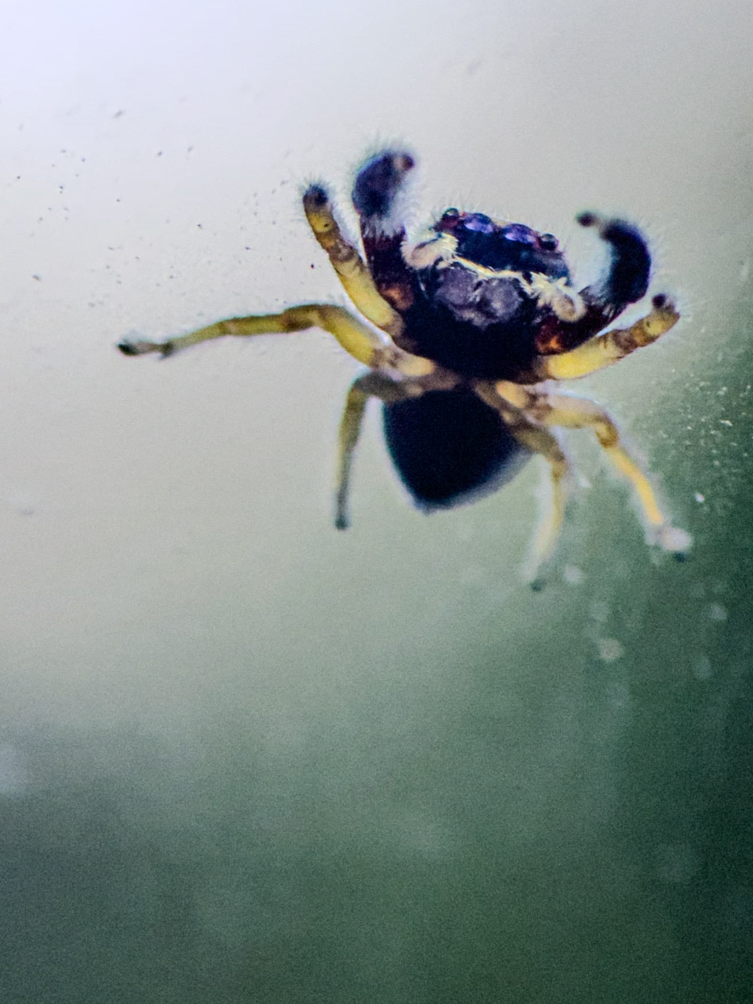 Macro photograph of a spider showing intricate leg detail