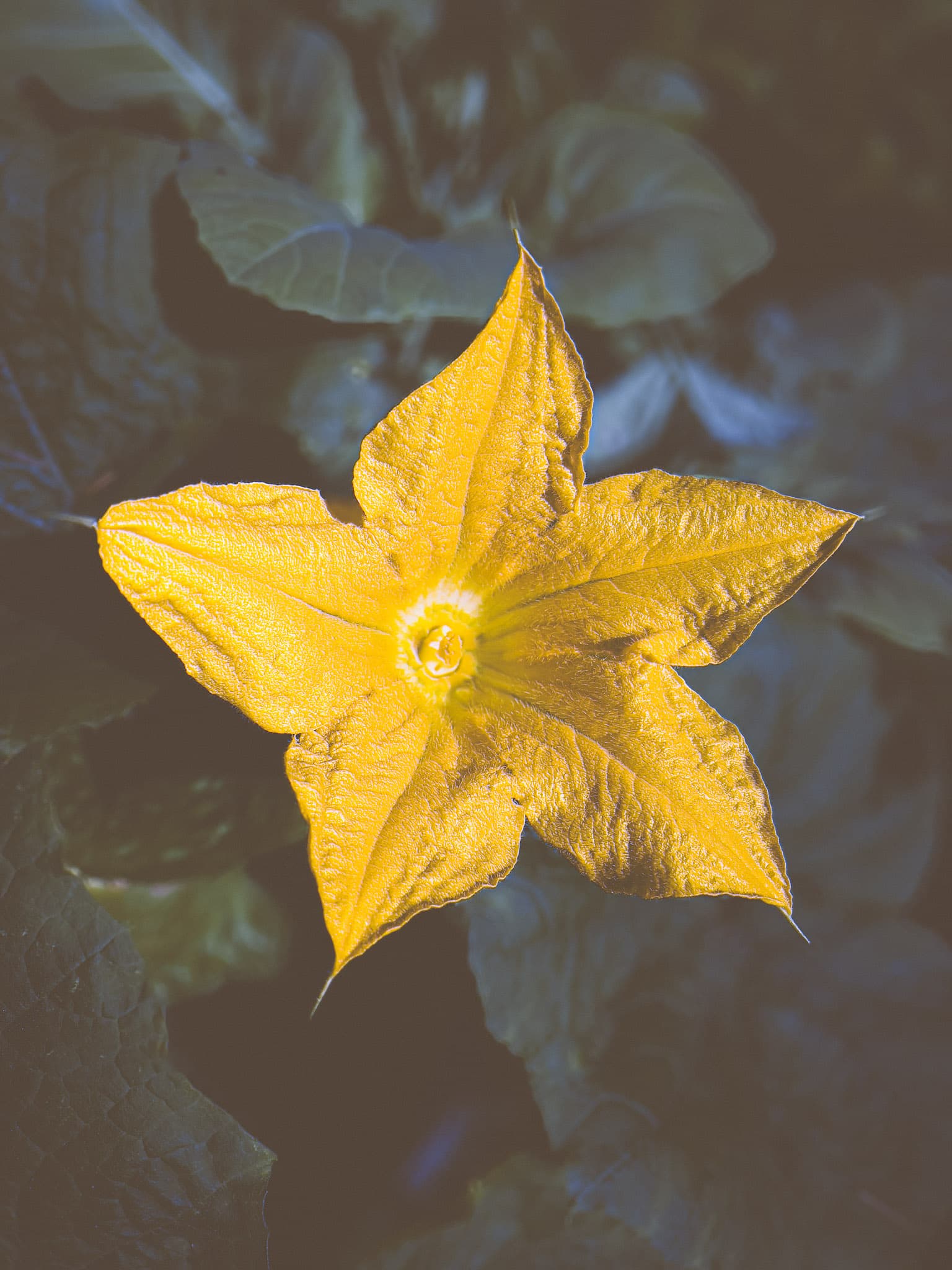 Macro photograph of a small star-shaped wildflower